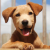 Dog Behaviors 135 Dog Behaviors 22