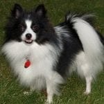 Black And White Pomeranian Dog