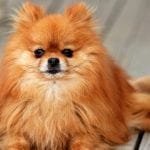 Brown Pomeranian Puppies