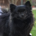 Black Pomeranian Puppies