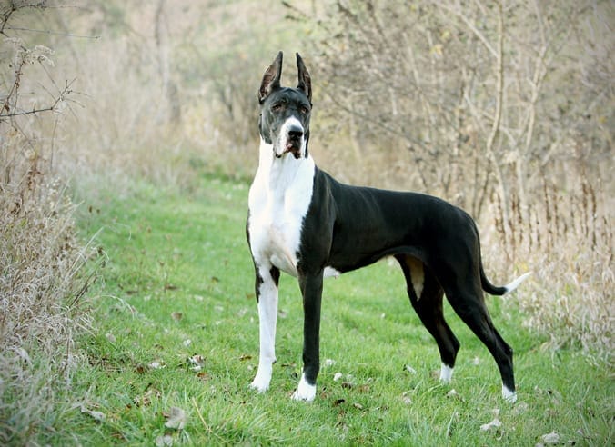 Great dane largest dog breed