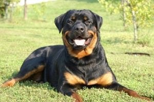 Rottweiler