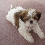 Brown and White Shih Tzu Dog