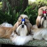 Groomed Shih Tzu Dogs