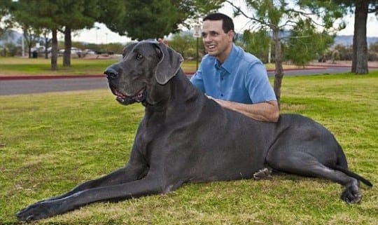 great dane strongest dog breed