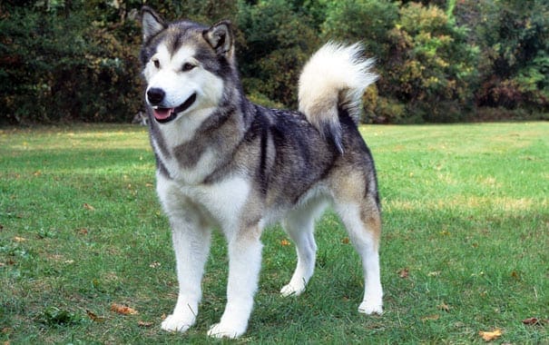 Alaskan Malamute strong Dog Breed