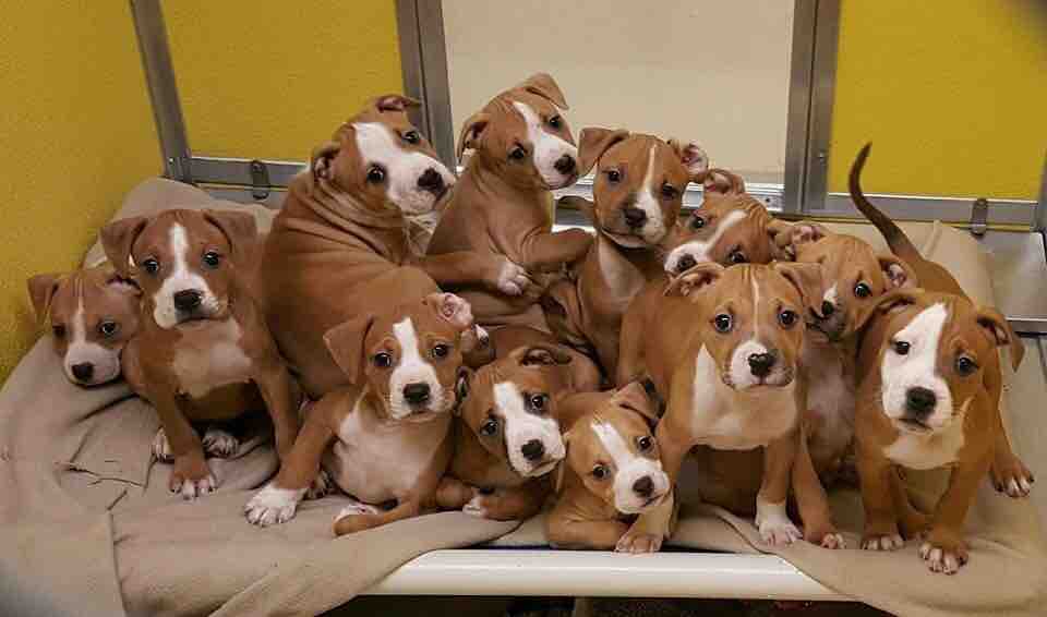 Boxer Dogs and Puppies