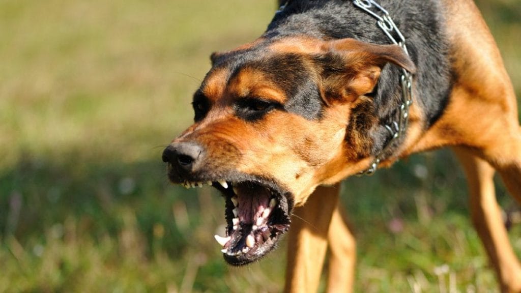 Most Dangerous Dog Breeds