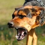 Most Dangerous Dog Breeds