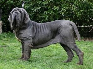 Neapolitan Mastiff Largest dog breed