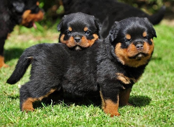 rottweiler