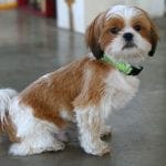 Brown Shih Tzu Breed