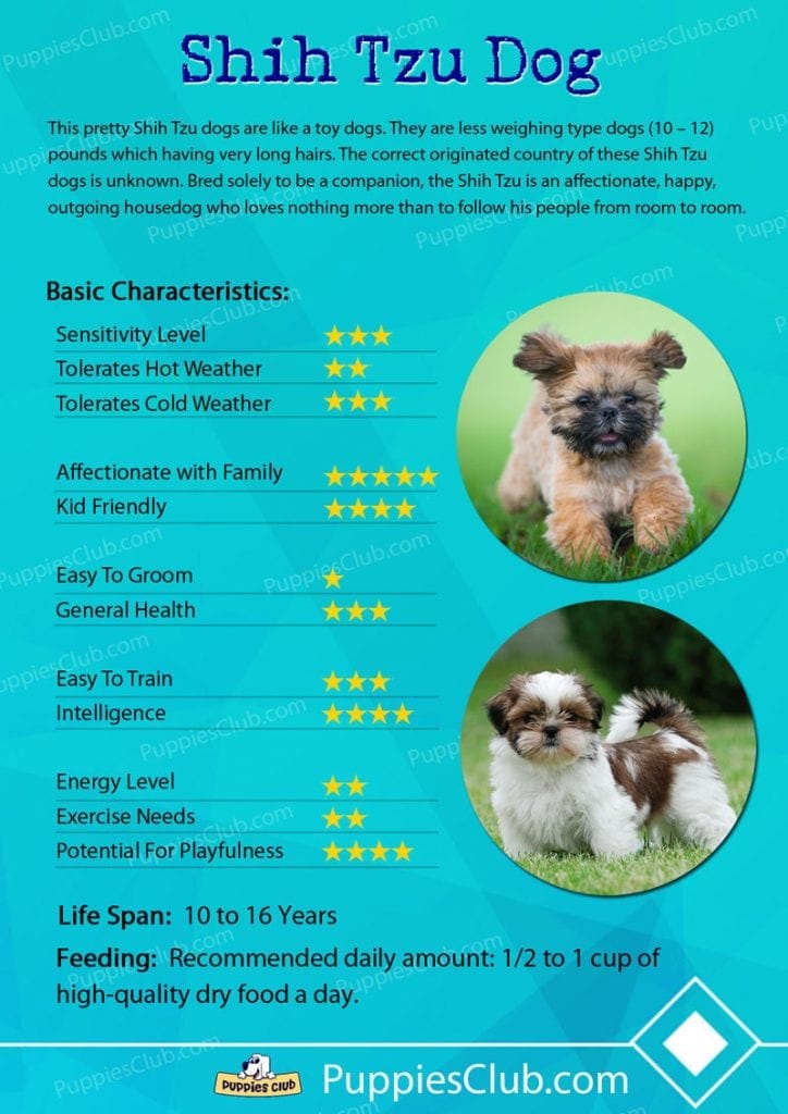 shih tzu dog breed characteristics