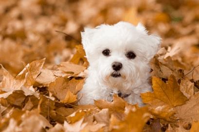 Toy Dog Breed Maltese