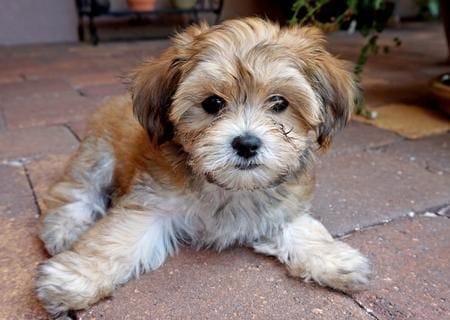 toy-dog-breeds-havanese