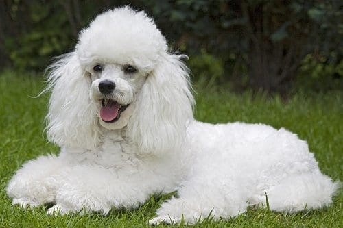 Toy Dog Breed