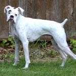 White Boxer Dog