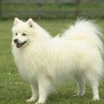 White Pomeranian Dog