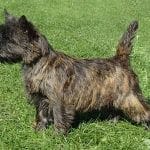 Cairn Terrier Dogs