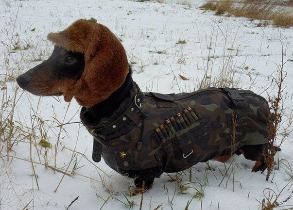 Hunting Dog Breeds Dachshund