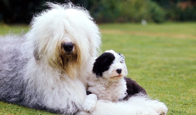 Old English sheepdog fluffiest dog breeds