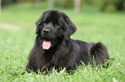 Newfoundland best dog breeds for kids