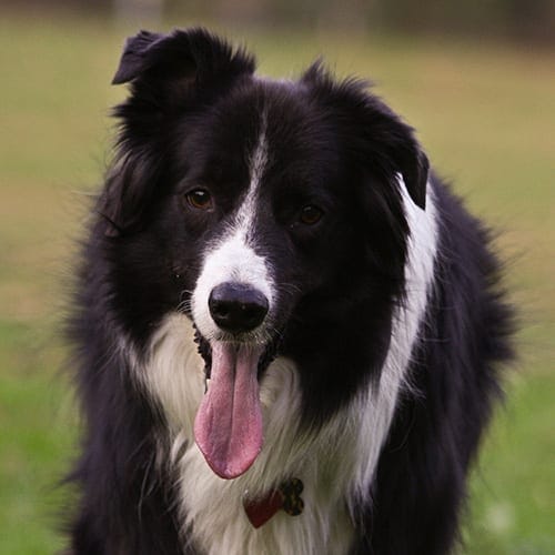 Border collie