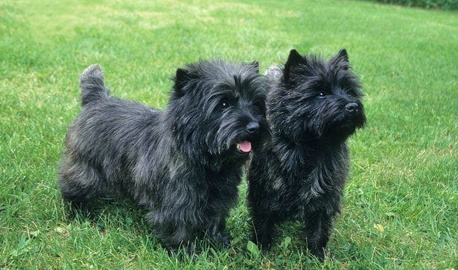 Cairn Terrier Dogs Dark Brindle