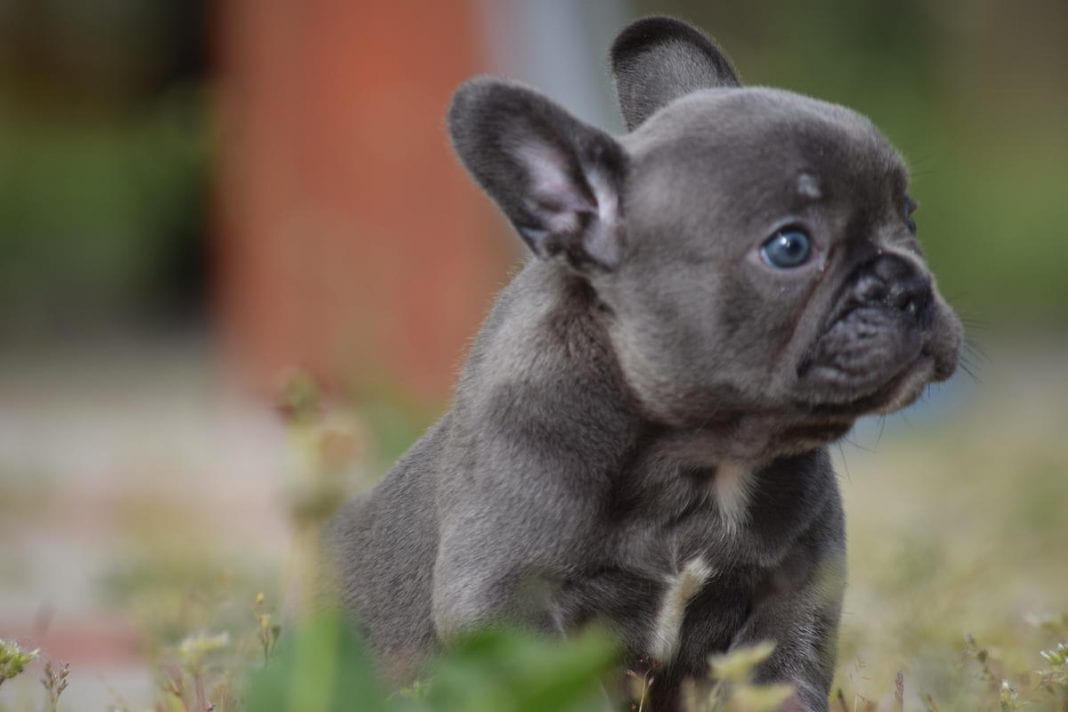 french bulldog