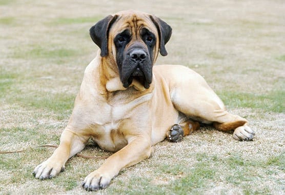 mastiff Strongest Dog Breeds