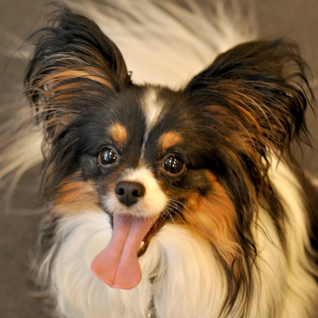 Papillon Smartest dog breeds