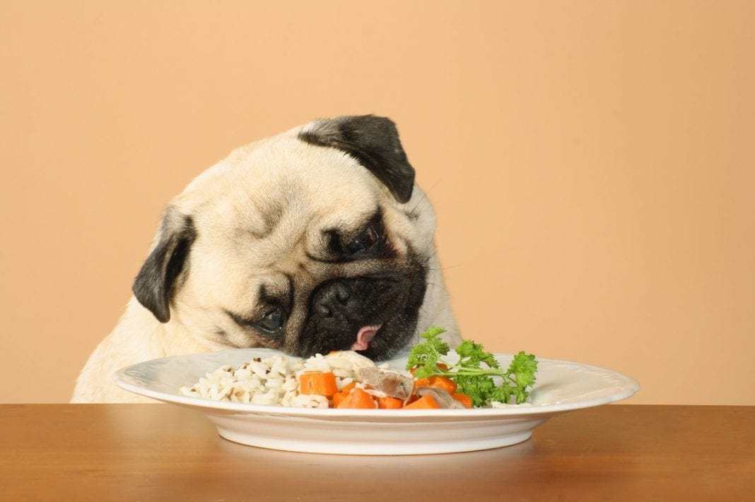 Essential Dog Nutrition