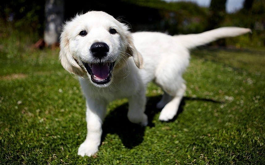 What a Dog's Tail Tells You 3 Dog's Tail Tells