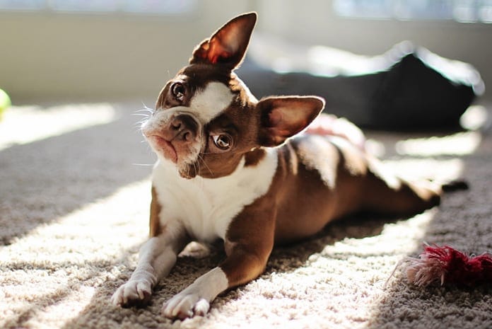 french-bulldog-best-dog-breeds-for-senior-citizens