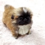 Micro Tea cup Pekingese Puppy