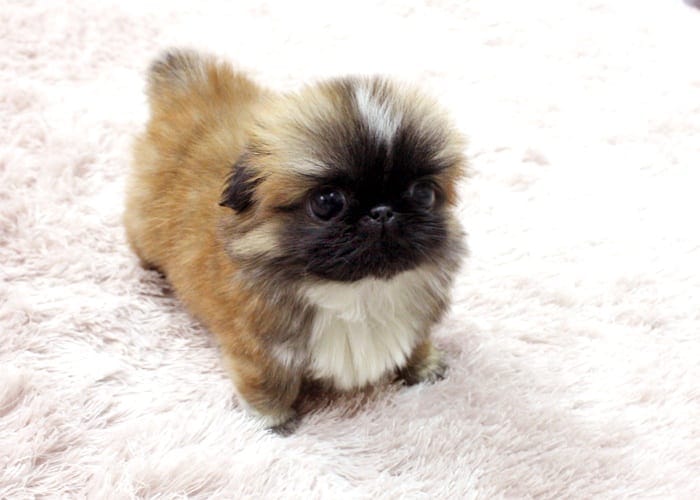 Micro Tea cup Pekingese Puppy