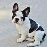 Pied-French-Bulldog-Puppy