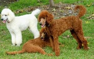 Standard Poodle Dogs