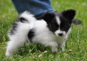 papillon dogs