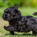 black havanese dog