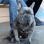 blue-french-bulldog-puppy