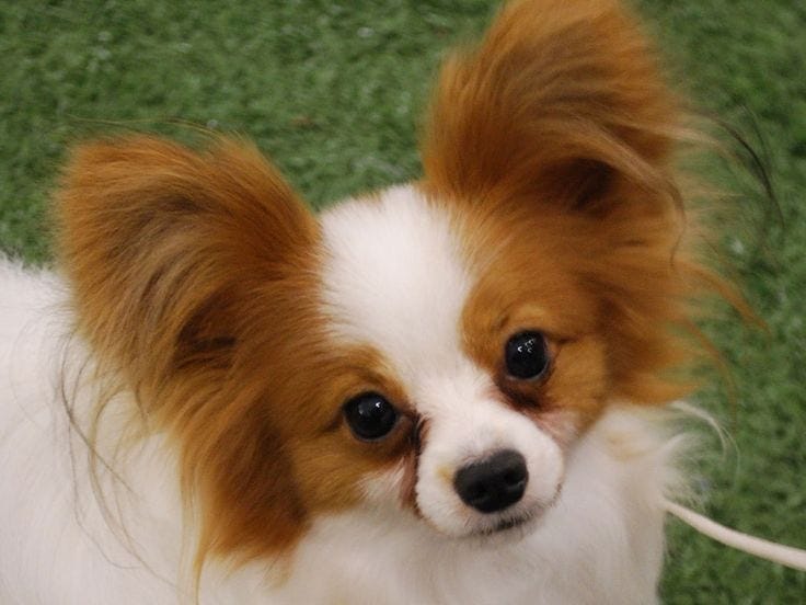 papillon-dog