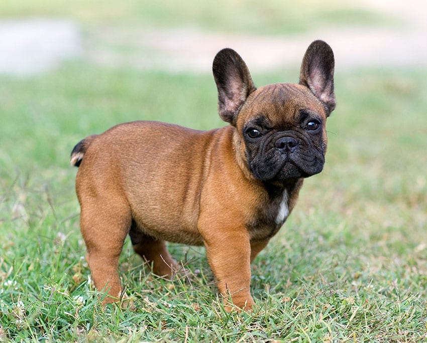 french bulldog