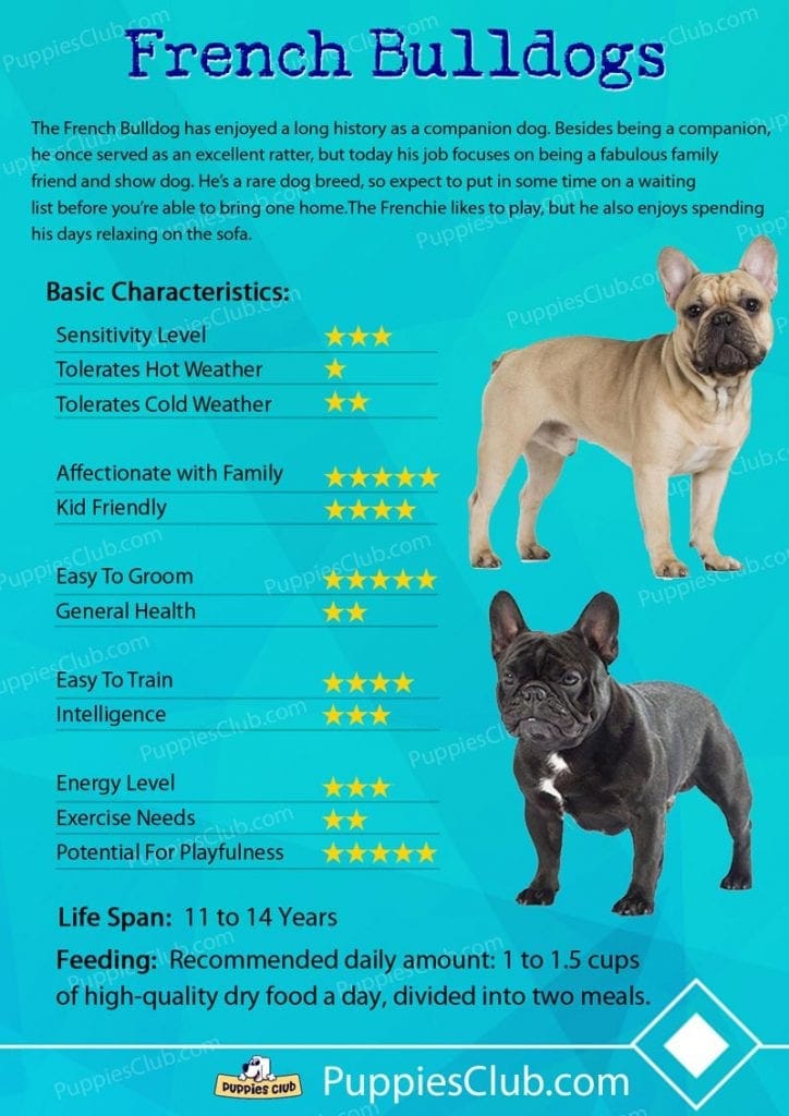 french bulldog breed characteristics