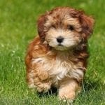 havanese-puppy