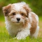 havanese puppy