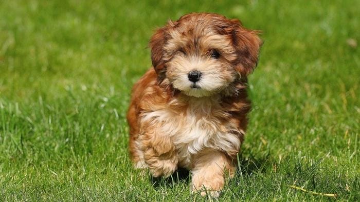 havanese-puppy