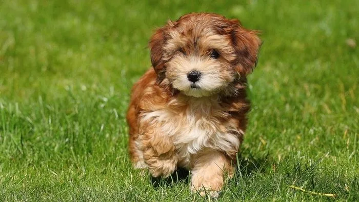 The 12 Fluffiest Dogs Ever! 5 havanese-puppy-fluffiest-dogs