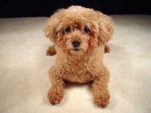 Miniature Poodle Dogs