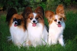 papillon-puppies